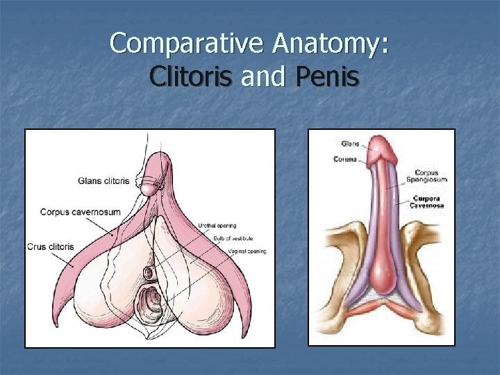 Clitoris-penis-comparison Clitoris-penis-comparison